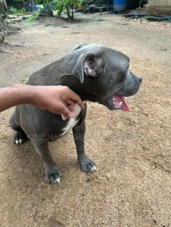 American Bully Puppy