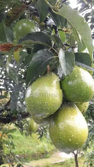 හයිබ්‍රිඩ් අලි පේර පැළ