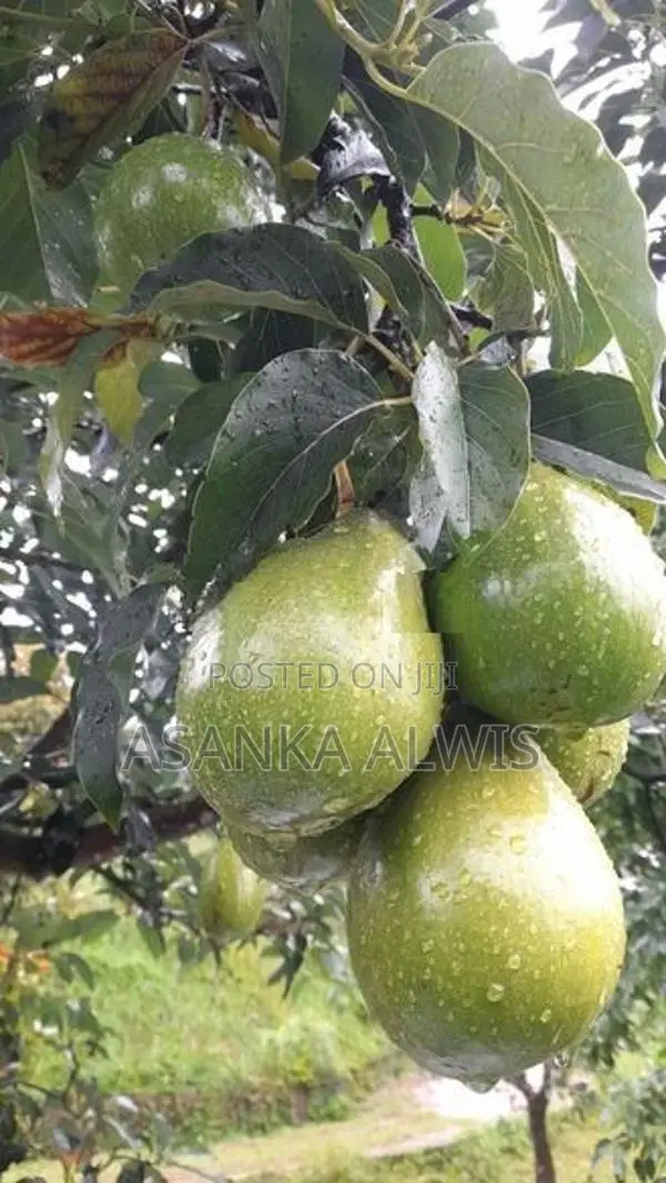 හයිබ්‍රිඩ් අලි පේර පැළ