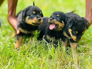 Rottweiler Puppies