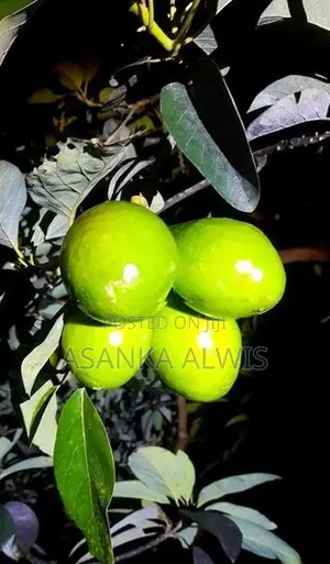 හයිබ්‍රිඩ් අලි පේර පැළ