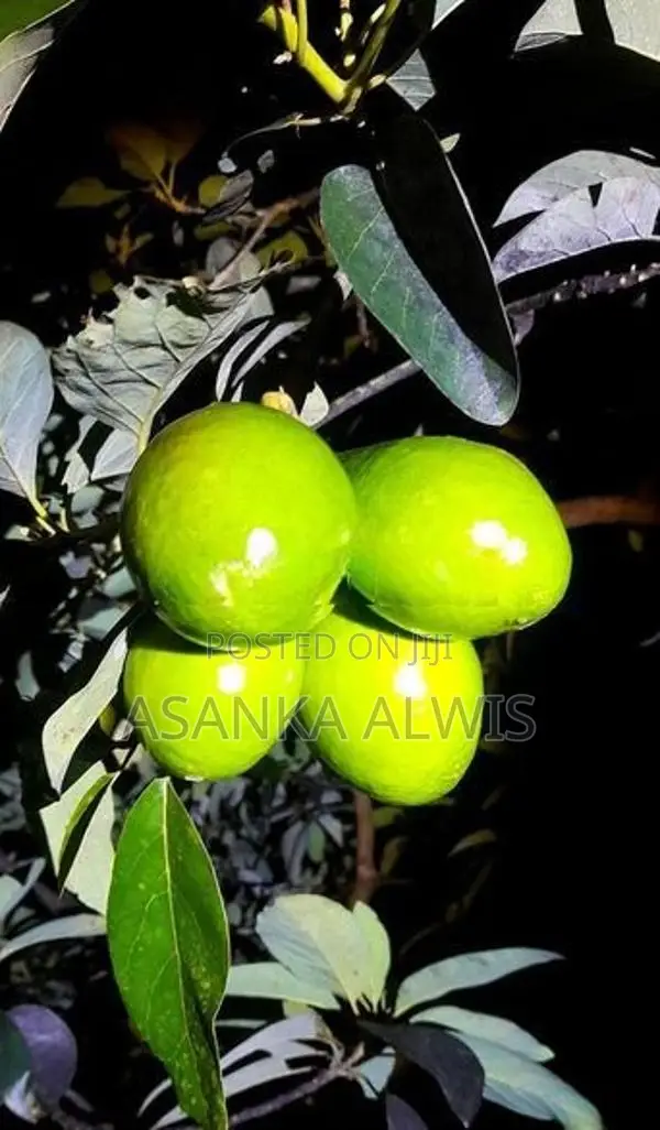 හයිබ්‍රිඩ් අලි පේර පැළ