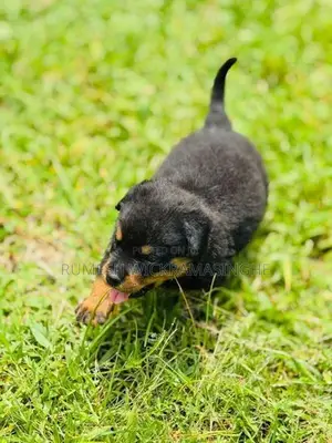 Rottweiler Puppies