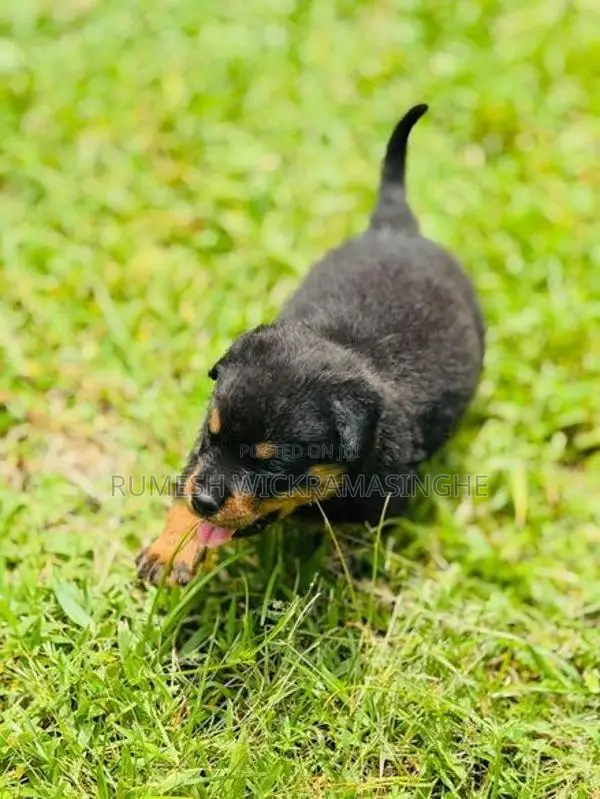 Rottweiler Puppies