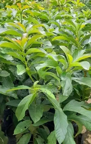 හයිබ්‍රිඩ් අලි පේර පැළ