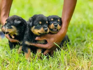 Rottweiler Puppies