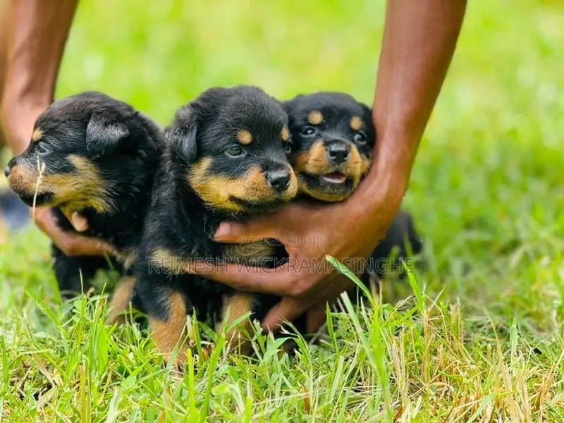 Rottweiler Puppies