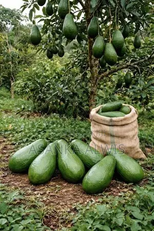 හයිබ්‍රිඩ් අලි පේර පැළ