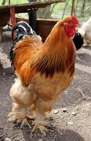 Chicks