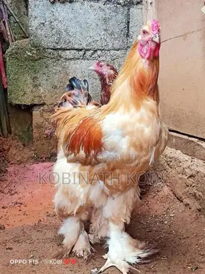 Chicks