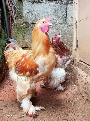 Chicks