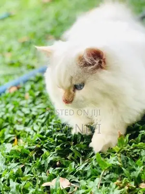 Persian cat