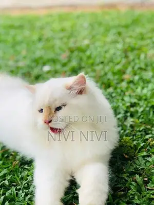 Persian cat