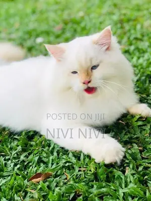 Persian cat