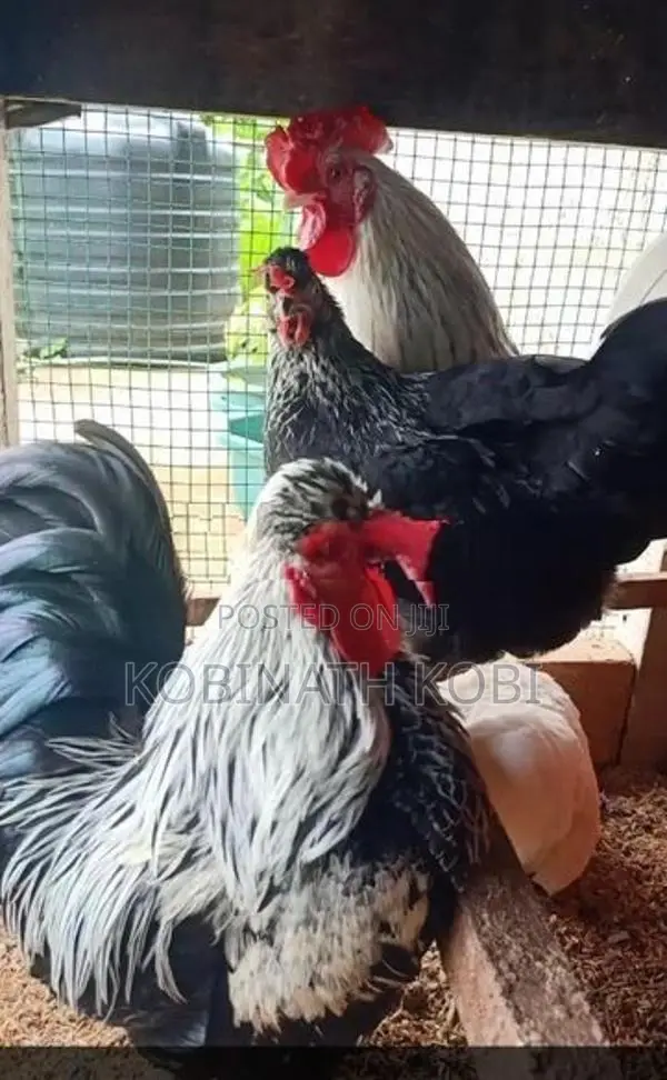 Farm Hens