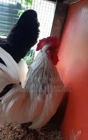 Farm Hens