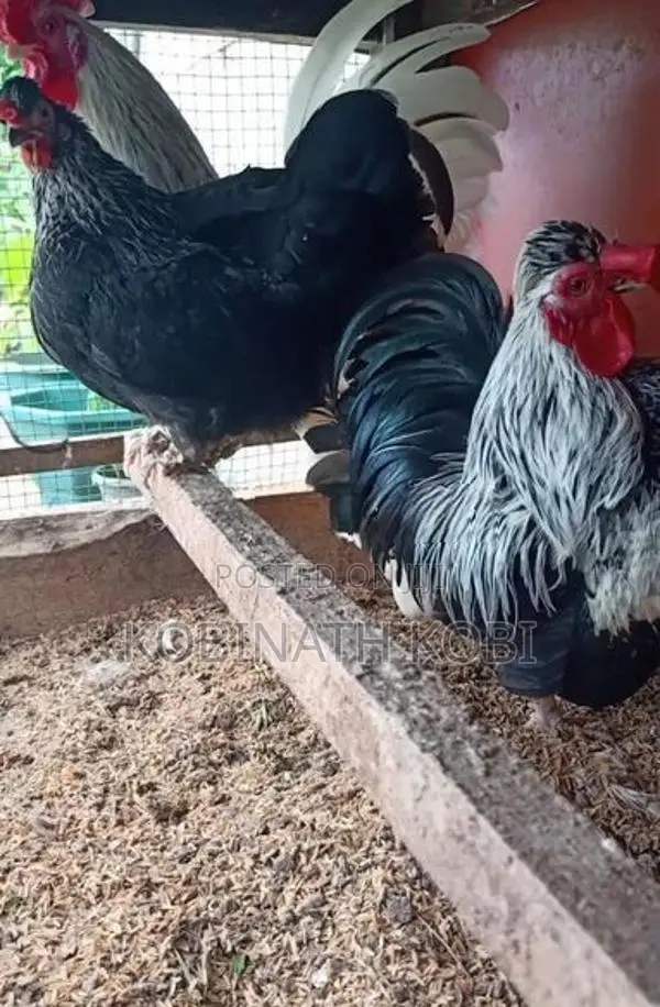 Farm Hens