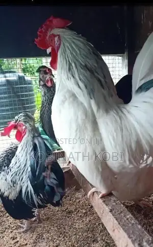 Farm Hens