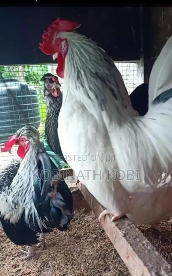 Farm Hens