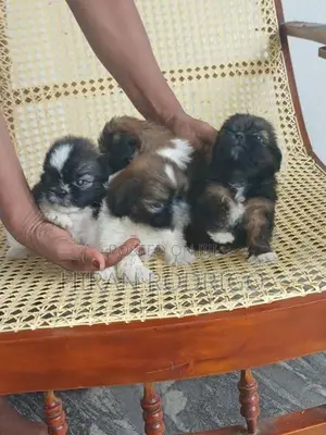 Shih Tzu Puppies