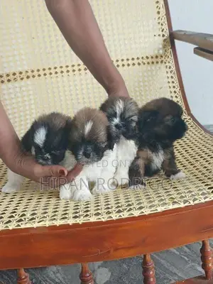 Shih Tzu Puppies