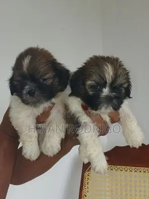 Shih Tzu Puppies
