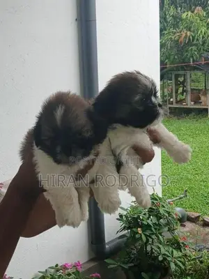 Shih Tzu Puppies