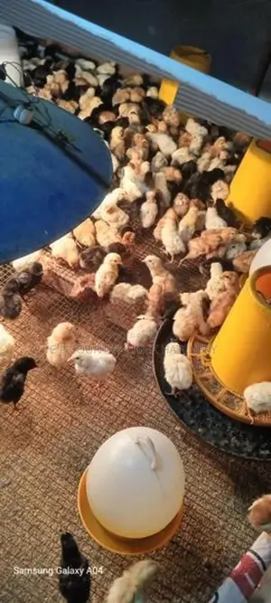 கோழி குஞ்சு