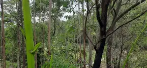 Land for Sale in Ella (Raja Kotuwa Area)