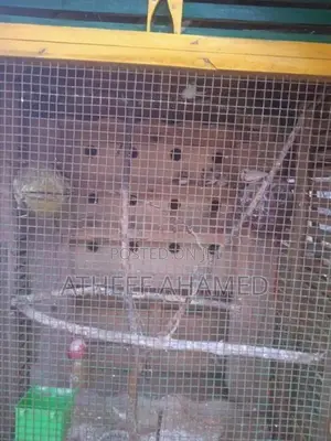 Finches Bird