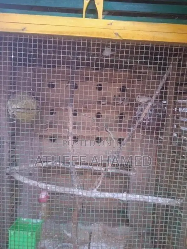 Finches Bird