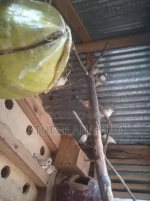 Finches Bird