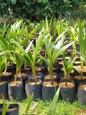 හයිබ්‍රිඩ් පොල් පැළ
