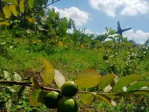 Land for Sale ( Residential Agricultural) Polpithigama
