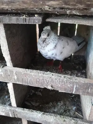 Pigeons