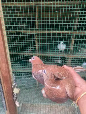 Pigeon