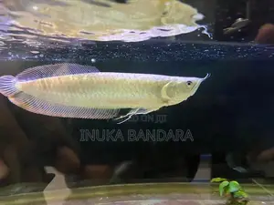 Silver Arowana Fish