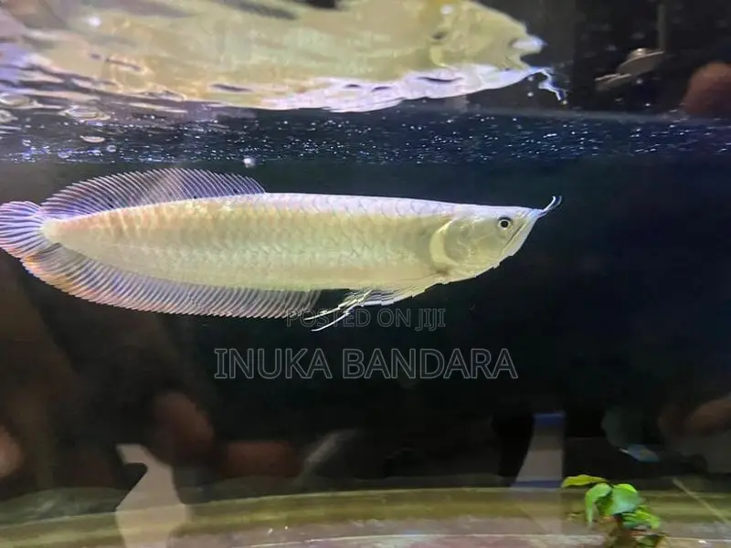 Silver Arowana Fish
