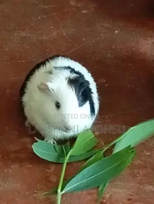 Guinea Pigs