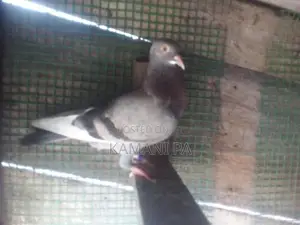 Pigeon