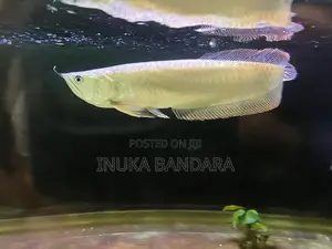 Silver Arowana Fish