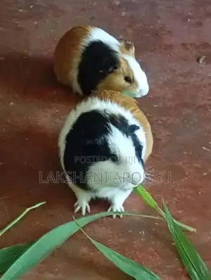 Guinea Pigs