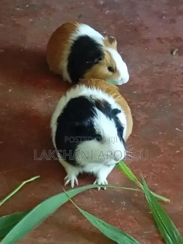 Guinea Pigs