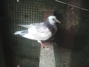 Pigeon