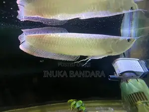 Silver Arowana Fish