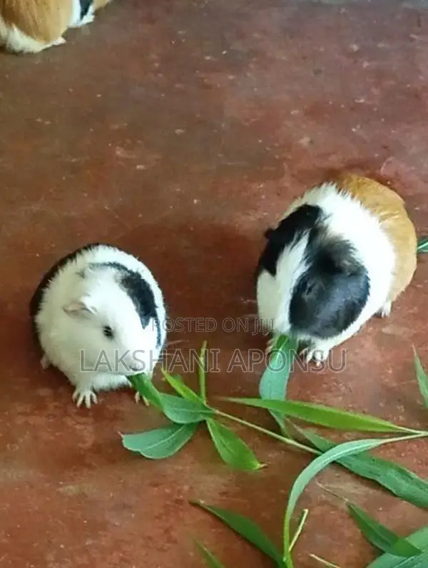 Guinea Pigs