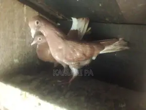 Pigeon
