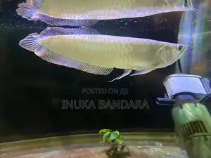 Silver Arowana Fish