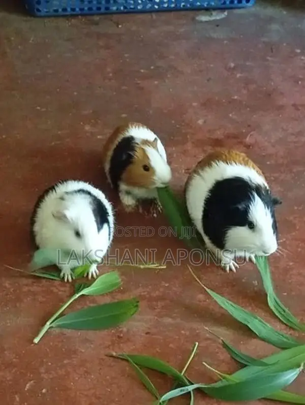 Guinea Pigs