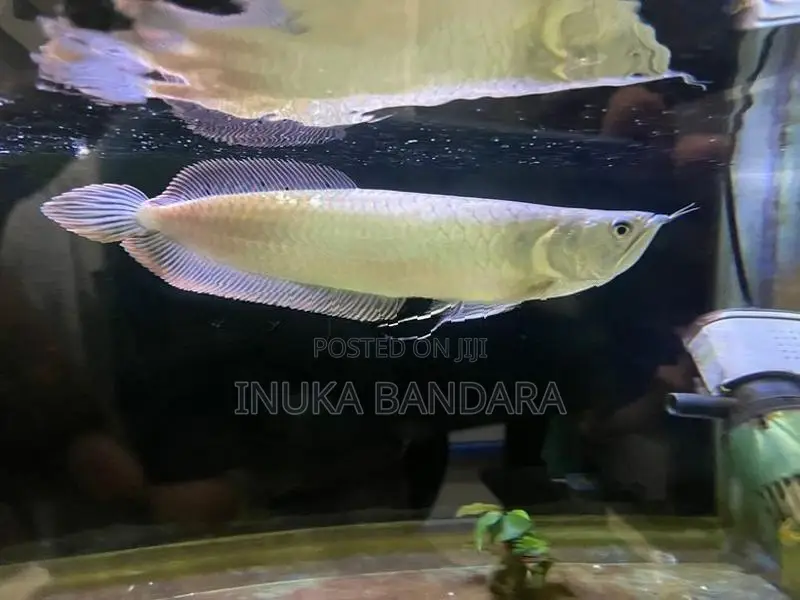 Silver Arowana Fish